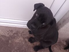 Catel Cane Corso