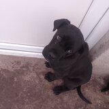 Catel Cane Corso